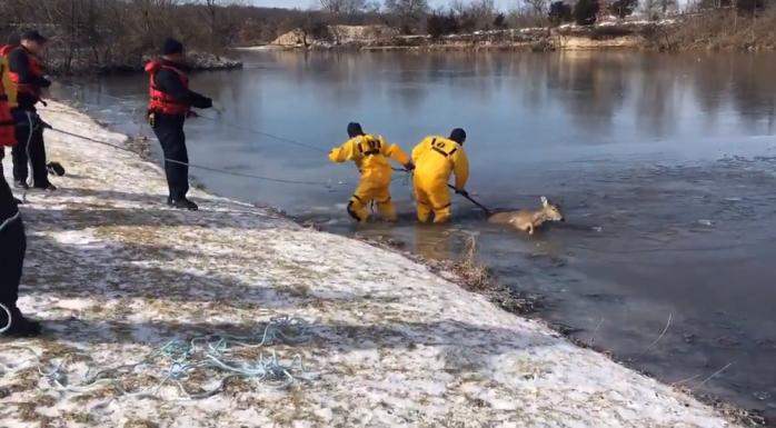 В США спасатели вытащили оленя и собаку из ледяного озера / Фото: Скрин YouTube