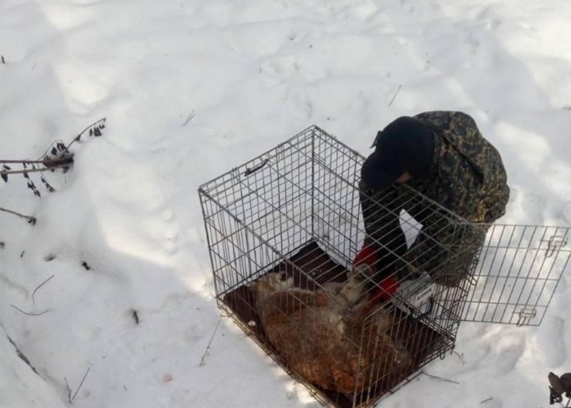 В Житомире поймали раненую краснокнижную рысь. Фото: Государственная экологическая инспекция