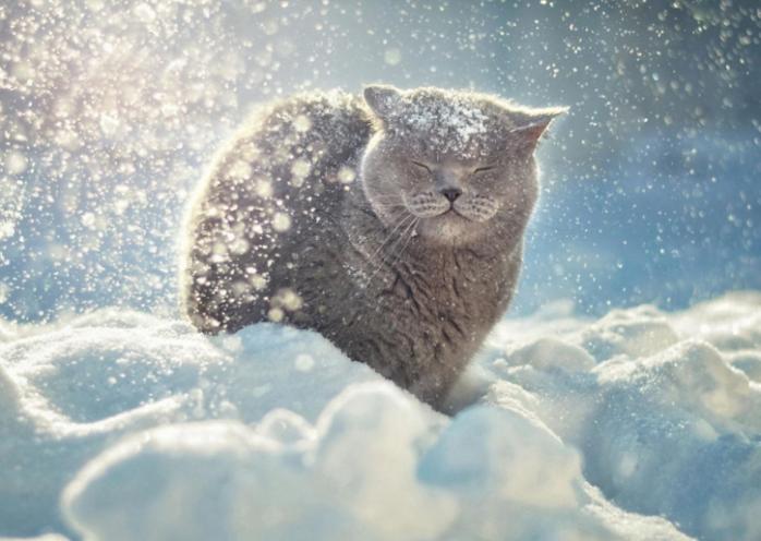 Снігопади з хуртовинами очікуються найближчими днями майже по всій Україні