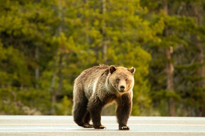 “Мене врятував ведмідь”: у США трирічний хлопчик вижив, провівши дві доби у морозному лісі (ФОТО) / Фото: Flickr