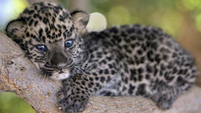 Індійські митники знайшли леопарда у валізі, з якої доносився шум. Фото: Город55
