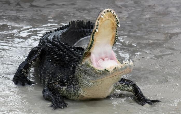 Alligator mississippiensis, фото: «Вікіпедія»