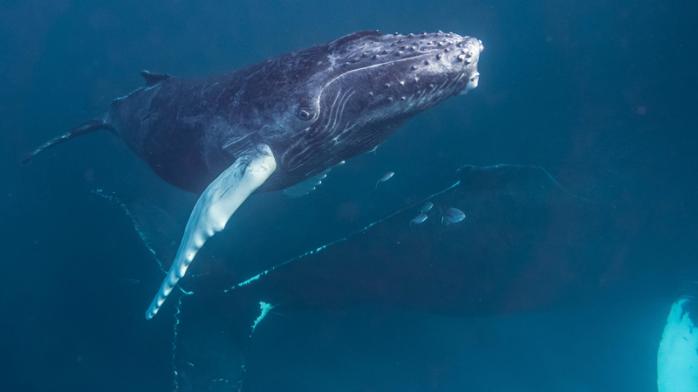 Новонароджене дитинча горбатого кита зняв на вчений на відео. Фото: Википедия