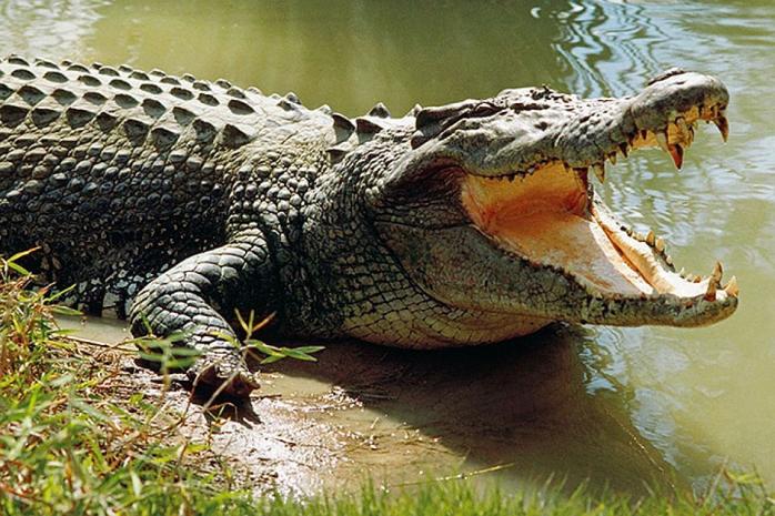 В Австралії сталася найпотужніша за 100 років повінь: вулицями плавають крокодили. Фото: kp.ru