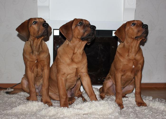 Собаки породы тоса-ину, фото: «Википедия»