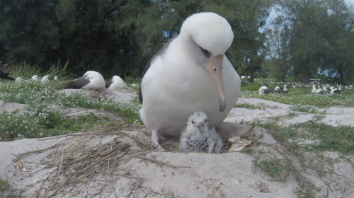Самой старой самкой альбатросов считается Уиздом. Фото: usfwspacific.tumblr.com