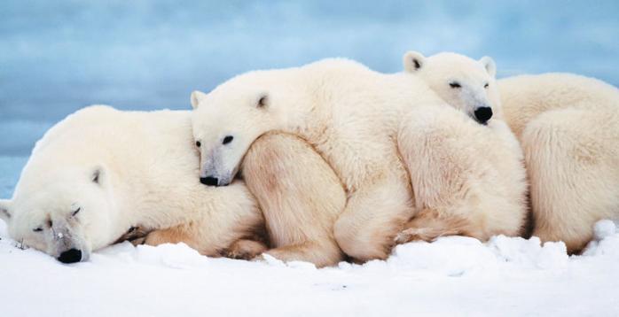 Белые медведи оккупировали часть России: местные жители боятся выходить из дома. Фото: Моя планета