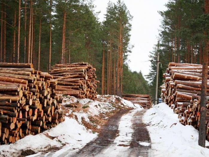 В Пуще-Водице неизвестные вырубили более 200 вековых деревьев. Фото: Голос UA