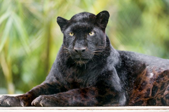 Уникального черного леопарда впервые за 100 лет заметили в Африке / Фото: wikimedia