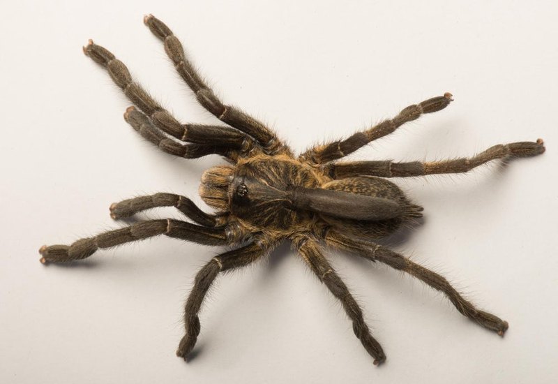 У нового вида пауков на спине расположен мягкий рог. Фото: Ian Enelbrecht