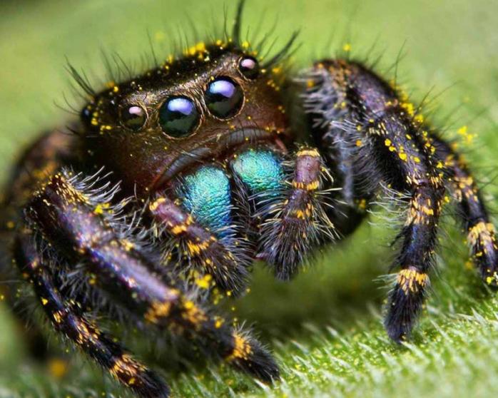 Новий вид павуків виявили вчені. Фото: Позитайм.ru