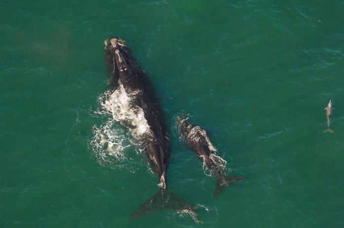 Дитинчат китів рідкісного виду виявили в Атлантичному океані. Фото: SciencePop