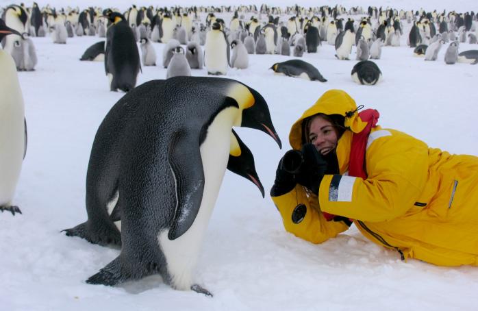 Уникальный полностью черный императорский пингвин впервые попал в объектив камер (ВИДЕО). Фото: LoveOpium