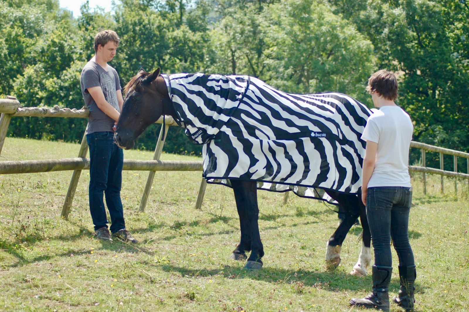 Конь, одетый как зебра, фото: The New York Times