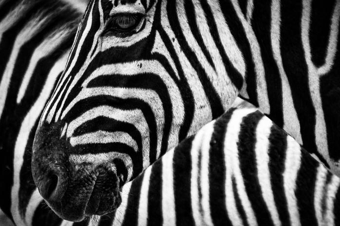 Тайна полосатой окраски зебр давно не дает покоя ученым