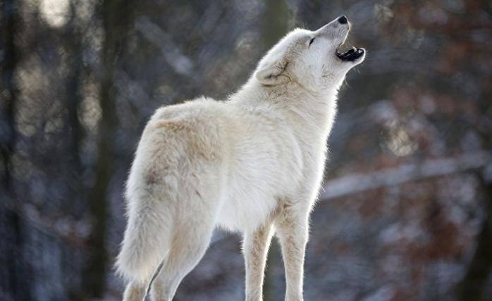 Естонці витягли з-під льоду вовка, прийняв його за собаку. Фото: ИноСМИ