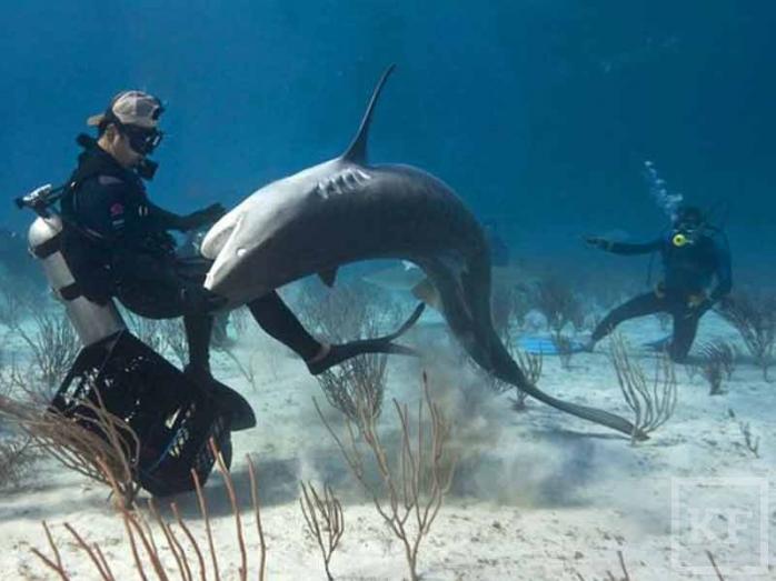 Найнебезпечніші в світі місця нападів акул назвали вчені. Фото: KazanFirst