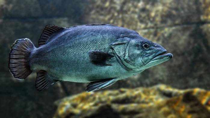 Потепління призвело до зменшення популяції риб в низці регіонів Землі