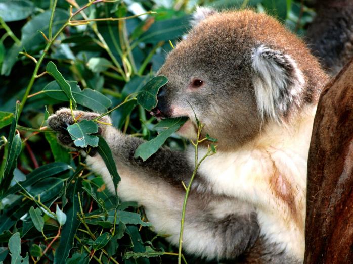 Вчені знайшли ефективний спосіб підрахунку коал. Фото: Удивительный мир животных