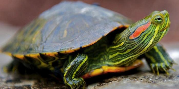В филиппинском аэропорту нашли более 1,5 тыс. черепах, замотанных клейкой лентой (ФОТО)