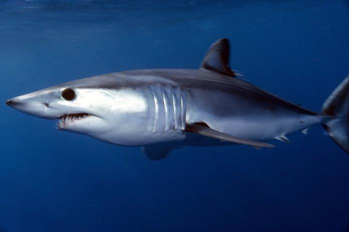 Тайну высокой скорости движения акул-мако раскрыли ученые. Фото: Энимал Ридер