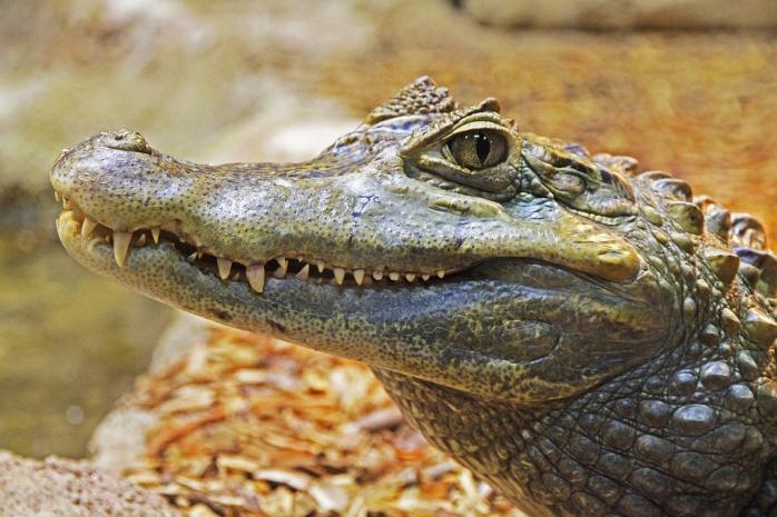 В остатках трапезы крокодилов с Каймановых островов обнаружили три новых вида млекопитающих