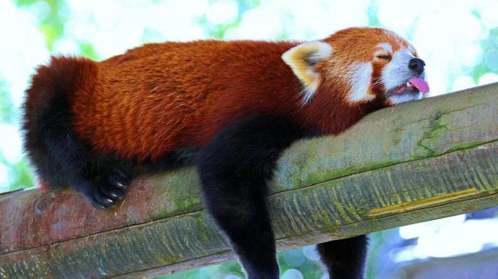 Красная панда, фото: WallpaperCave