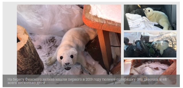Найденному детенышу тюленя всего 3-4 дня, его вес составляет 13,5 кг. Фото: fontanka.ru