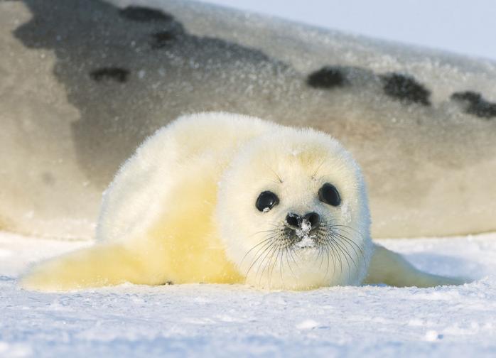Потерявшегося детеныша тюленя нашли на берегу Финского залива. Фото: Udivitelno.com