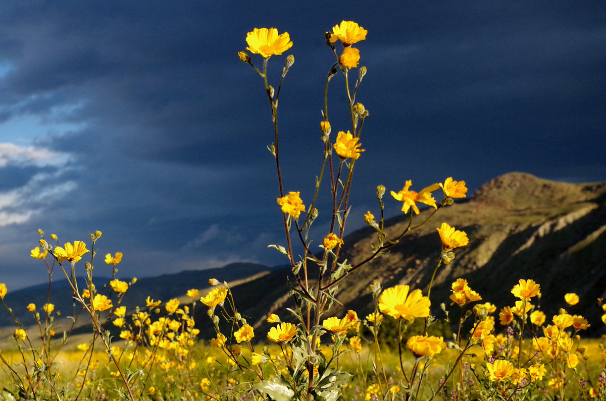 Яркое цветение пустынной флоры Калифорнии
