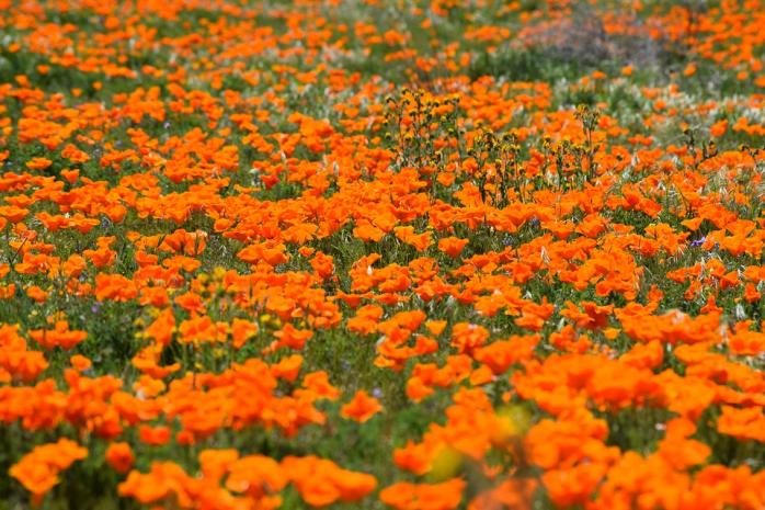 Яркое «супер цветение» пустынной флоры Калифорнии принес сезон дождей / Фото: maxpixel