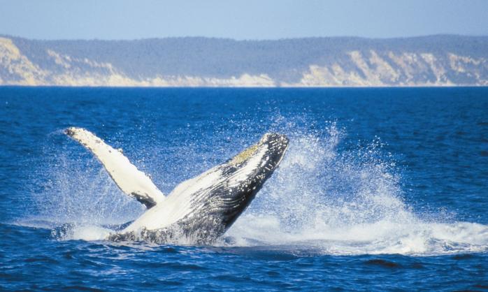 Катер столкнулся с китом в Японии, фото — Guardian