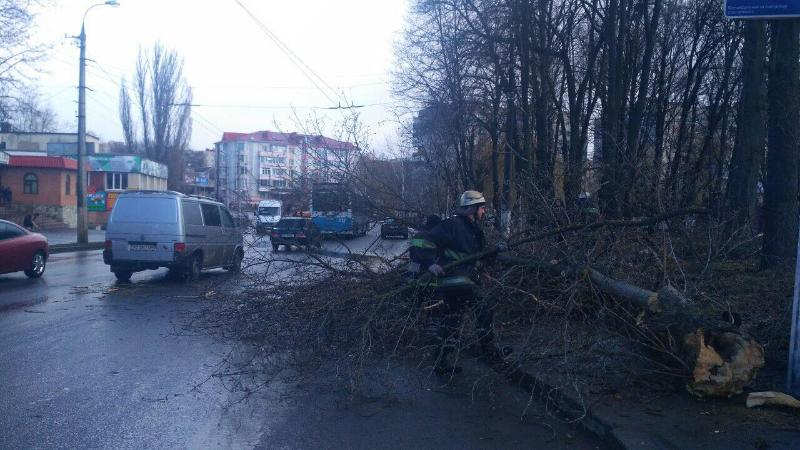 Падение дерева в Виннице, фото: ГСЧС