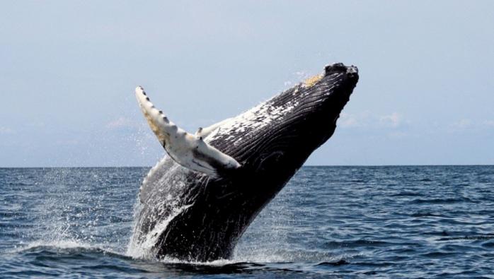 Проглоченный китом дайвер выжил. Фото: Хабар 24