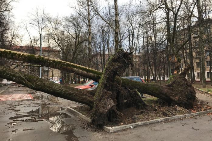 Негода в Україні: сильний вітер повалив дерева, рекламні щити і зірвав дахи. Фото: ТВ Центр