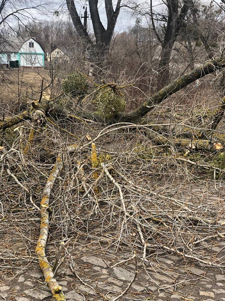 Дерево вбило жінку в селі Дібрівка. Фото: Хмільник.Info