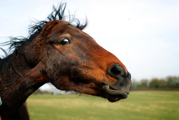 Нападение лошади произошло, когда владелец утром выгонял ее на пастбище, фото: Flickr