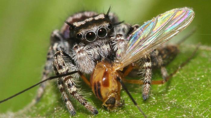 Новий вид павуків назвали на честь героїв із саги «Зоряні війни». Фото: Вести.Наука - Vesti.Ru