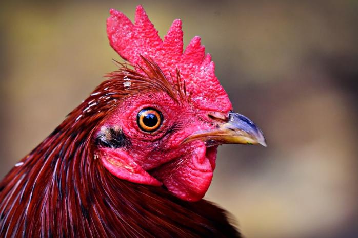 ЄС прагне обмежити неконтрольоване ввезення курятини