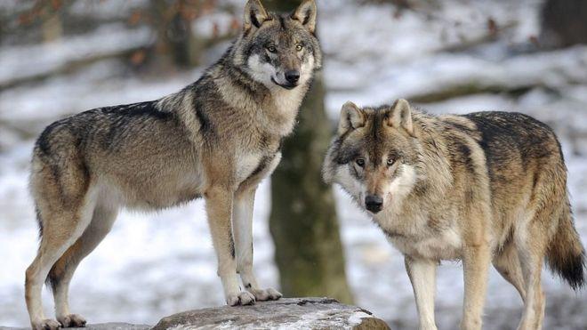 Секрет приручення вовків розкрили вчені Австрії, фото — "BBC Україна"