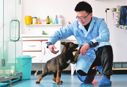 В Китае начали тренировать первую клонированную собаку-ищейку. Фото: global.chinadaily.com.cn