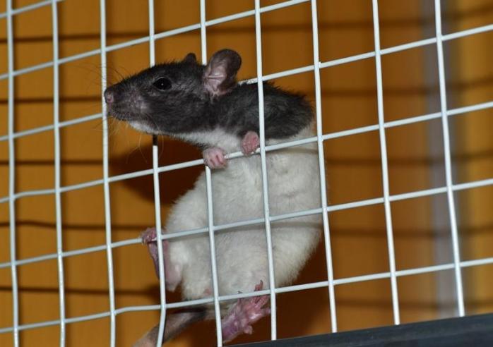 Ученые вылечили крыс от алкоголизма 
