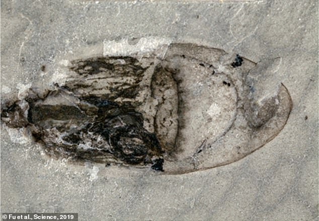 Возраст окаменелостей составляет 518 млн лет, фото: The Daily Mail