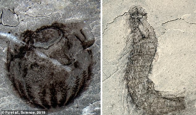 Возраст окаменелостей составляет 518 млн лет, фото: The Daily Mail