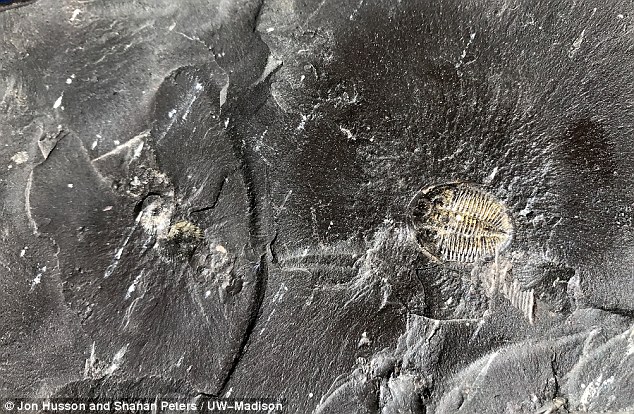 Вік скам’янілостей сягає 518 млн років, фото: The Daily Mail