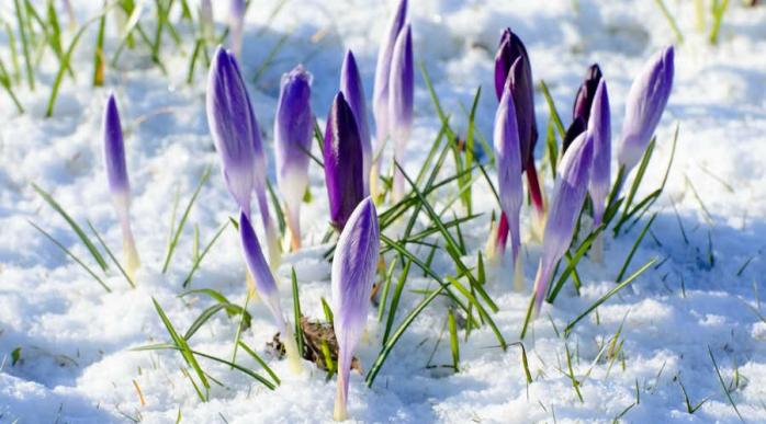 Погода в Україні 23 березня. Фото: Природа Мира