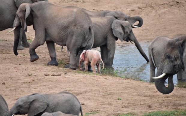 Розовый слоненок родился в Африке. Фото: Daily Mail