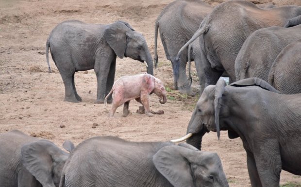 Розовый слоненок родился в Африке