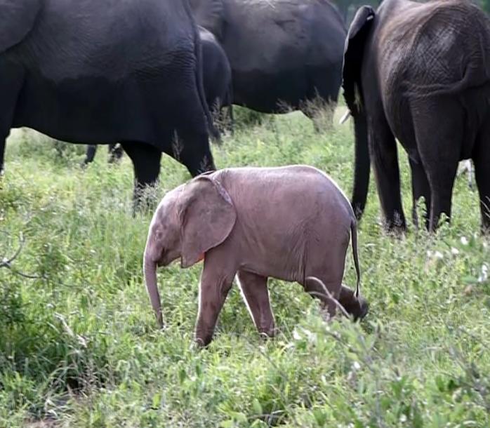 Розовый слоненок родился в Африке. Фото: Daily Mail