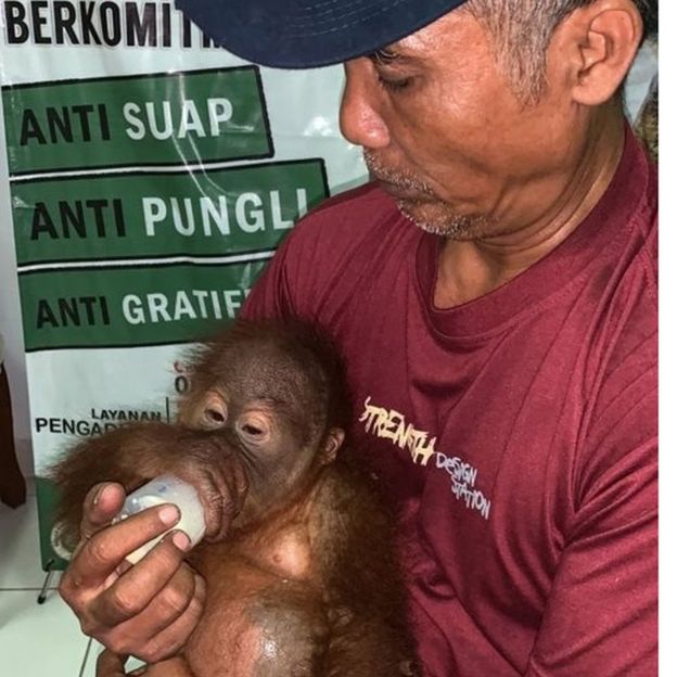 Росіянин намагався вивезти дитинча орангутана з Балі. Фото: AFP